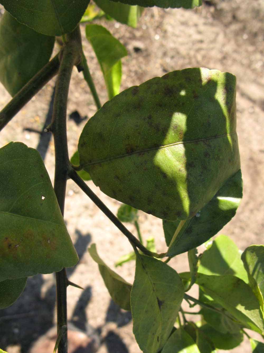            Shade leaves (Estes, Winter Haven, FL)   